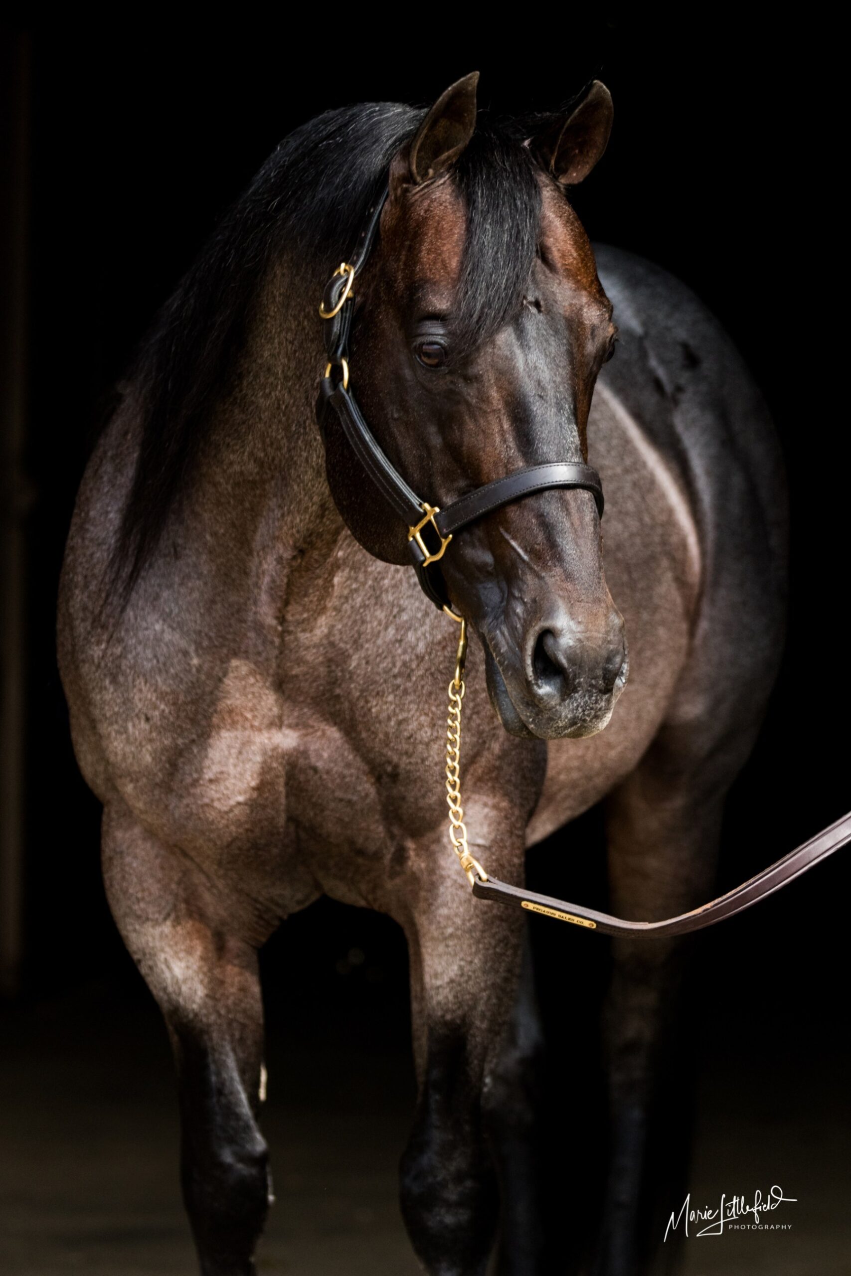 Fulton Performance Horses sale horse
